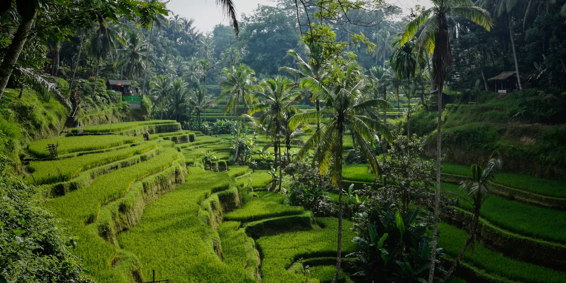 Lush green rice terraces cascading down a hillside in Bali with palm trees and morning mist