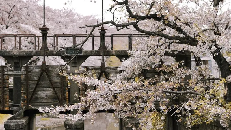 Cherry blossoms in full bloom along a Japanese river