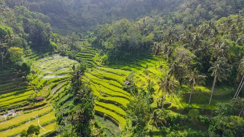 Lush green rice terraces in Bali