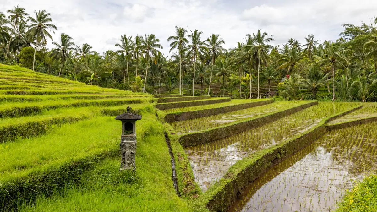 Luxury infinity pool overlooking rice terraces in Bali at sunset with palm trees